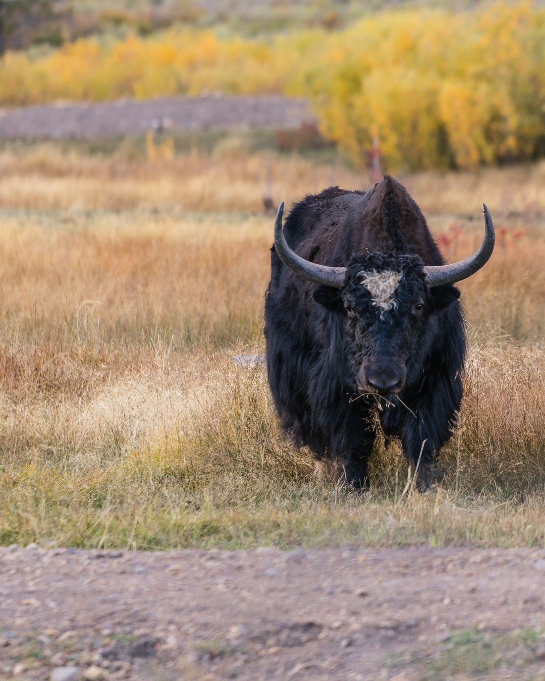 Yak-at-the-Steel-Horse