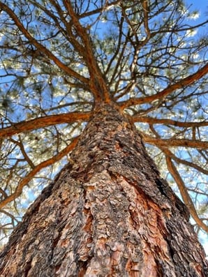 Close up tree photo - by RDNC