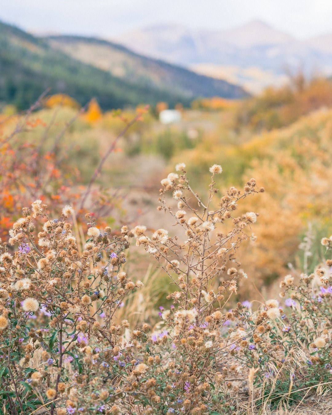 wildflowers-in-the-fall